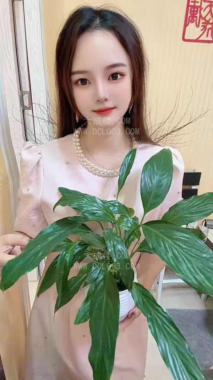 龙岗布吉桐桐